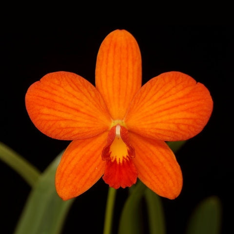 Sophrocattleya Crystelle Smith 'NR' HCC/AOS (Beufort x loddigesii)