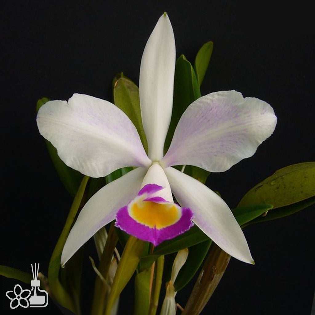 Cattleya x brymeriana f. semialba (C. eldorado 10182 x C. violacea f. coerulea)
