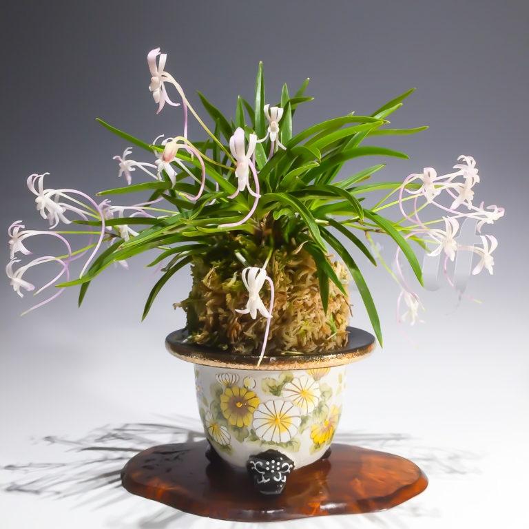 Neofinetia falcata 'Momohime' 桃姫 (桃源)