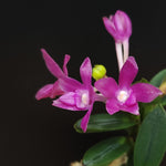 Carica l'immagine nel visualizzatore Galleria, Neofinetia falcata 'Jahyeonhong' 자현홍 紫玄紅