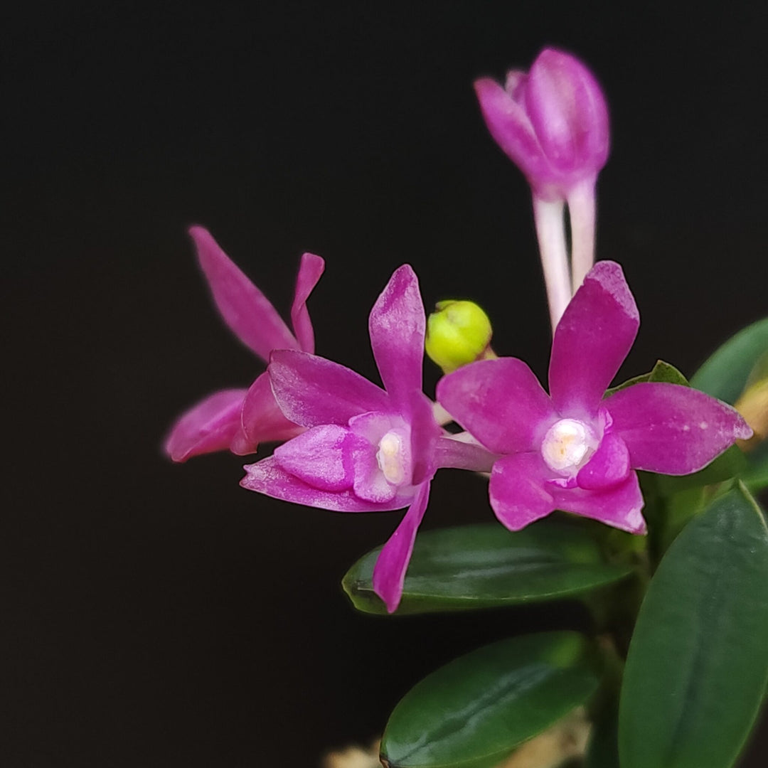 Neofinetia falcata 'Jahyeonhong' 자현홍 紫玄紅