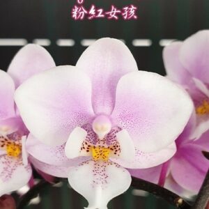 Phalaenopsis Jiaho's Pink Girl (P. schilleriana × P. Zuma's Pixie)