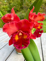 Load image into Gallery viewer, Rlc. Toshie Aoki 'Starburst' AM/AOS