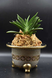 Neofinetia falcata 'Jūnihitoe' 十二単