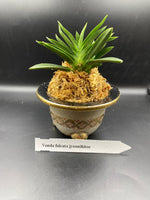 Carica l'immagine nel visualizzatore Galleria, Neofinetia falcata 'Jūnihitoe' 十二単