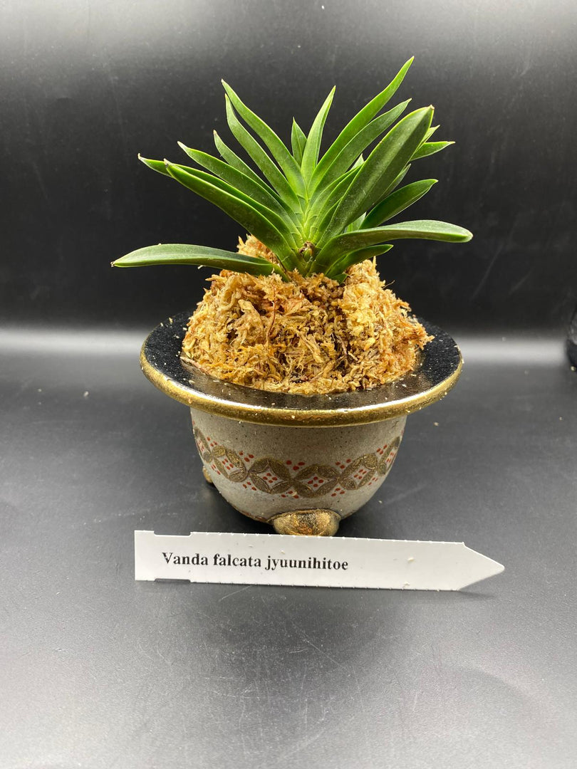 Neofinetia falcata 'Jūnihitoe' 十二単