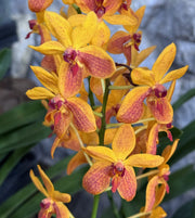 Vanda Kagawara Sandy Gold
