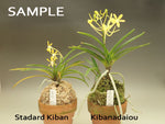 Load image into Gallery viewer, Neofinetia falcata 'Kibanadaiou' 黄花大王