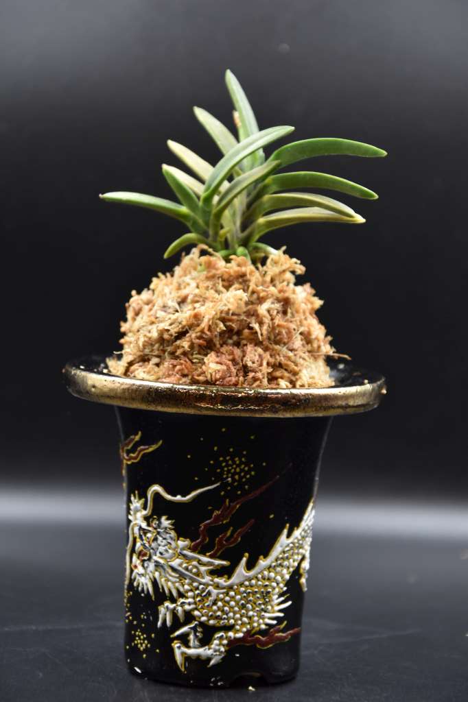 Neofinetia falcata 'Kinkujaku' 金孔雀