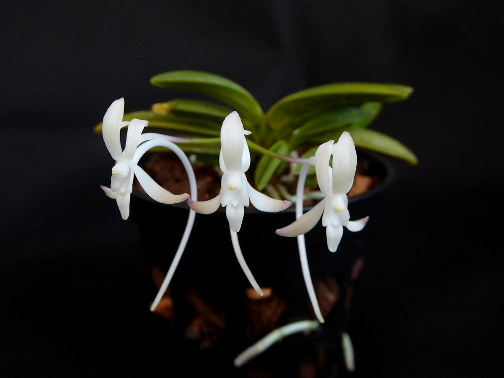 Neofinetia falcata 'Kinkujaku' 金孔雀