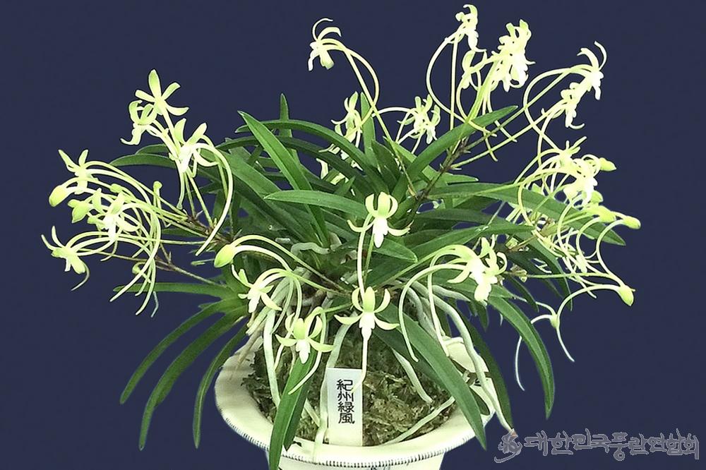 Neofinetia falcata 'Kishū ryokufū' 기주녹풍 紀州綠風