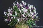 Load image into Gallery viewer, Neofinetia falcata 'Koukakuden' 홍혁전 紅赫殿