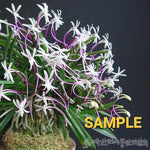 Load image into Gallery viewer, Neofinetia falcata 'Koukakuden Original' 홍혁전원종 紅赫殿源種