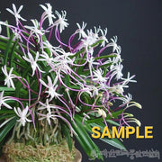 Neofinetia falcata 'Koukakuden' 홍혁전 紅赫殿
