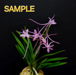 Carica l'immagine nel visualizzatore Galleria, Neofinetia falcata 'Kousyu' 公主 (Gongju 공주)