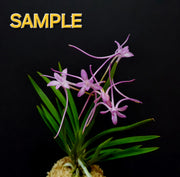 Neofinetia falcata 'Kousyu' 公主 (Gongju 공주)