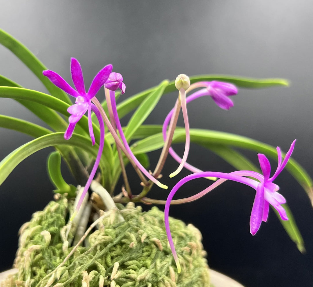 Neofinetia falcata ‘Kouyou’ 紅陽