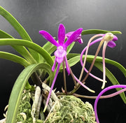 Neofinetia falcata 'Kouyou' 紅陽