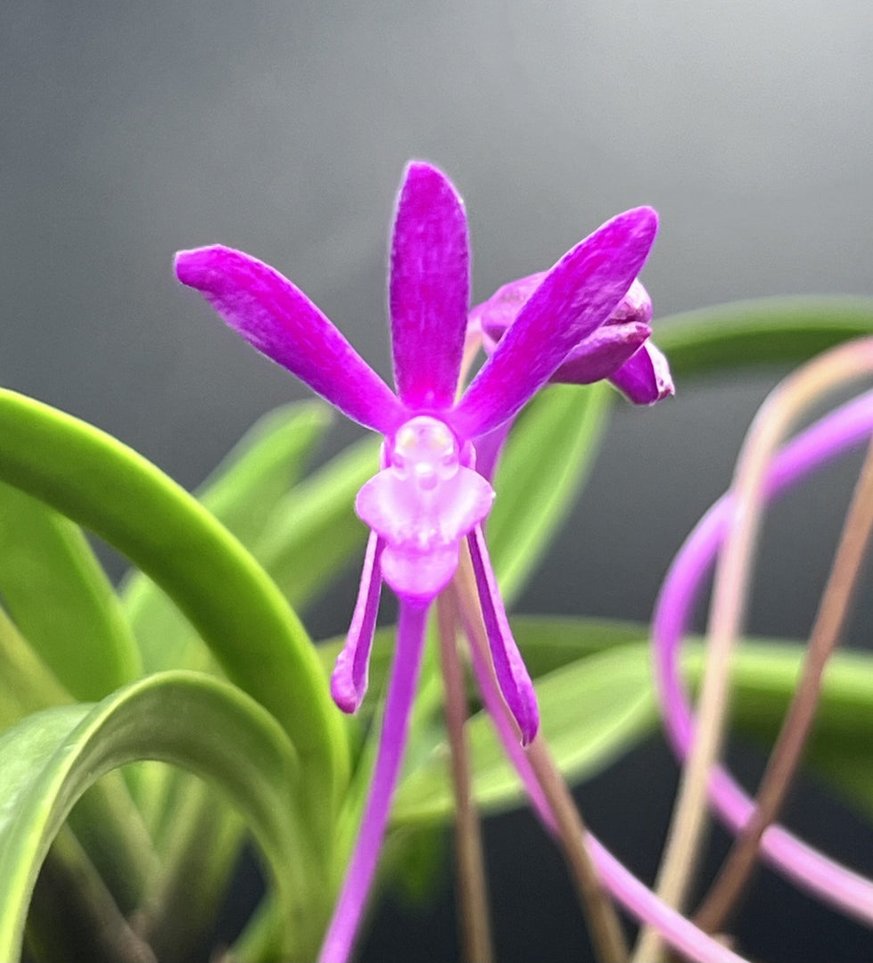 Neofinetia falcata ‘Kouyou’ 紅陽