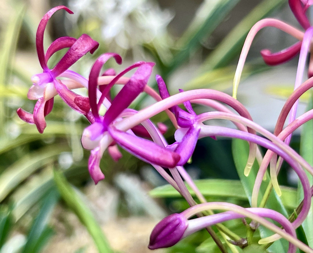 Neofinetia falcata ‘Kouyou’ 紅陽
