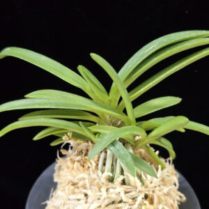 Neofinetia falcata 'Kyobijin' 京美人