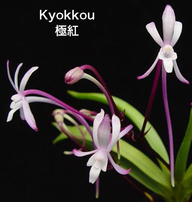 Neofinetia falcata ‘Kyokkou’ 極紅