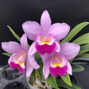 Laeliocattleya NR (Lc. Village Chief Parfum x Lc. Aloha Case)