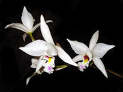Laelia anceps var. semialba