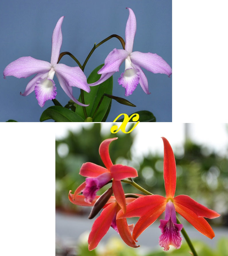 Laelia fidelensis x Cattleya Zip – Giulio Celandroni Orchidee