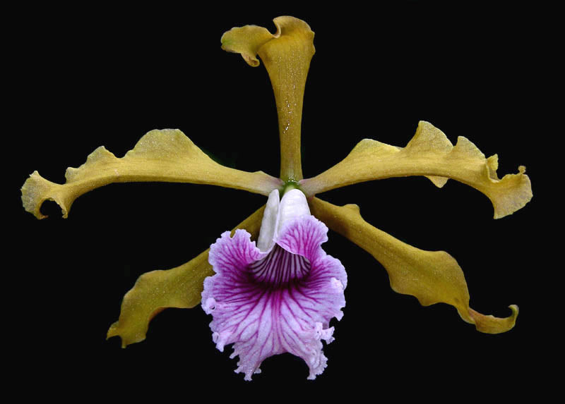 Laelia grandis
