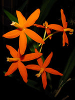 Carica l'immagine nel visualizzatore Galleria, Laelia harpophylla