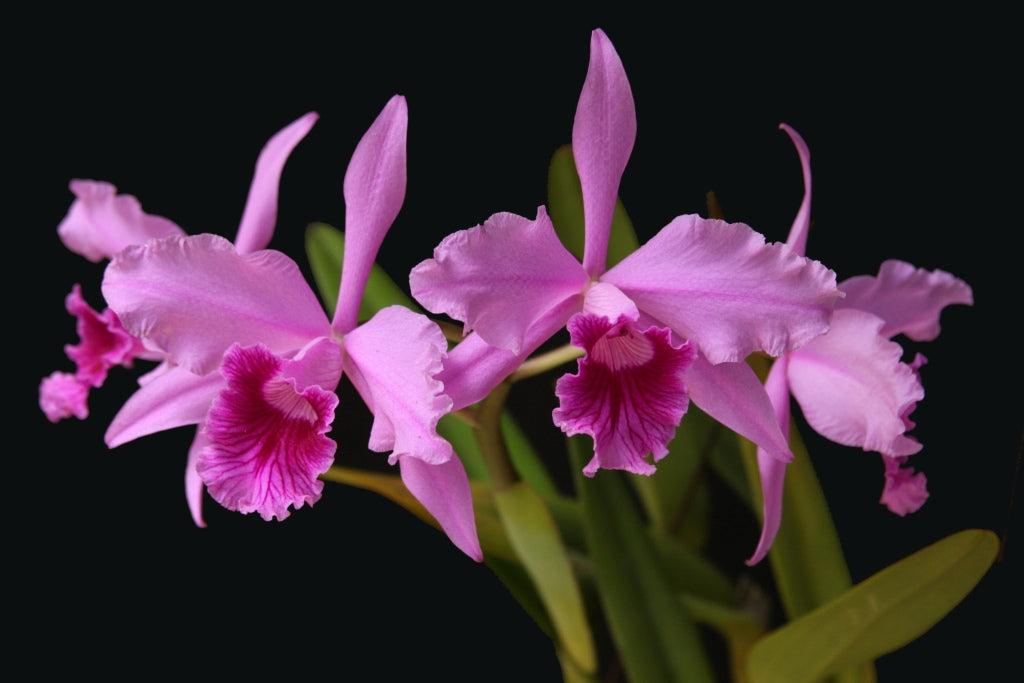 Laelia lobata