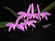 Laelia perrinii