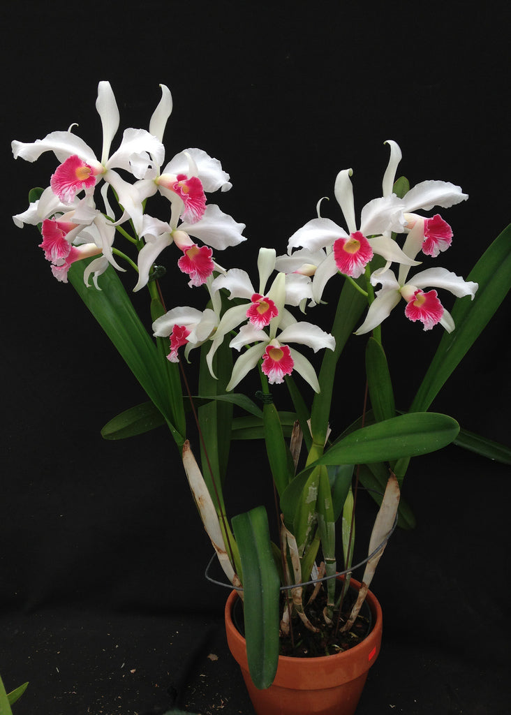 Cattleya (syn. Laelia) purpurata f. carnea 'JK' - Br Orquidea