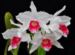 Carica l&#39;immagine nel visualizzatore Galleria, Cattleya (syn. Laelia) purpurata f. carnea &#39;JK&#39; - Br Orquidea
