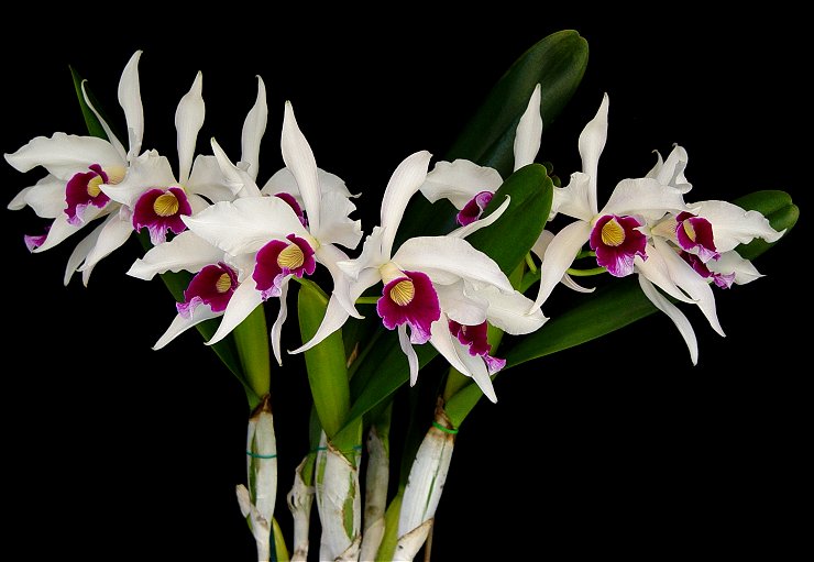 Laelia purpurata var. semi-alba