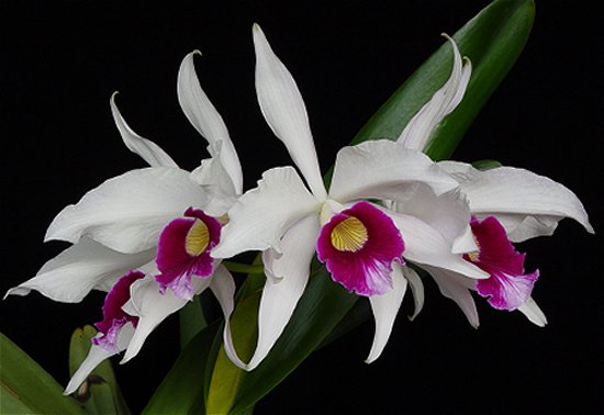 Laelia purpurata var. semi-alba