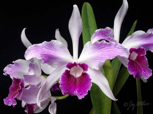 Laelia purpurata var. striata