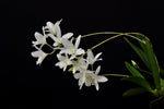 Load image into Gallery viewer, Laelia rubescens var.alba
