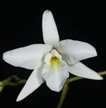 Load image into Gallery viewer, Laelia rubescens var.alba
