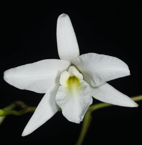 Laelia rubescens var.alba