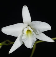 Laelia rubescens var.alba