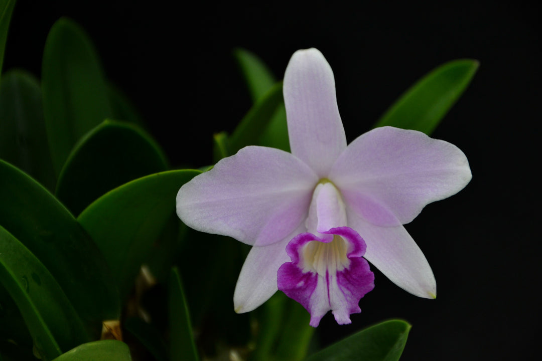 Laelia sincorana x alaori