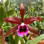 Carica l&#39;immagine nel visualizzatore Galleria, Cattleya (syn. Laelia) tenebrosa f. rubra - Br Orquidea
