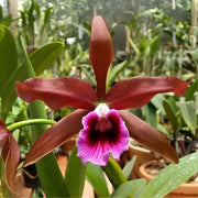 Cattleya (syn. Laelia) tenebrosa f. rubra - Br Orquidea