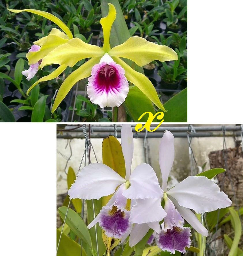 Laelia tenebrosa var. aurea x Cattleya gaskelliana var. coerulea
