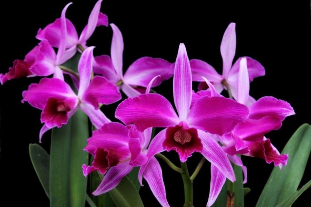 Cattleya purpurata f. rubra x f. sanguinea