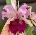 Load image into Gallery viewer, Cattleya Voltaire (CG Roebling х Cattleya dowiana)