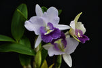 Load image into Gallery viewer, Laeliocattleya Final Blue (Ctt. Blue Dynasty × Cattleya walkeriana)