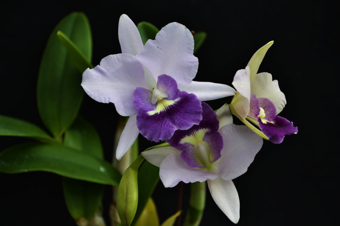 Laeliocattleya Final Blue (Ctt. Blue Dynasty × Cattleya walkeriana)